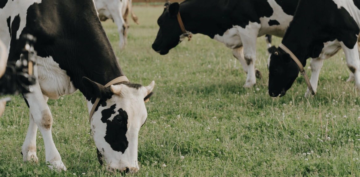 Cows eating grass on farm