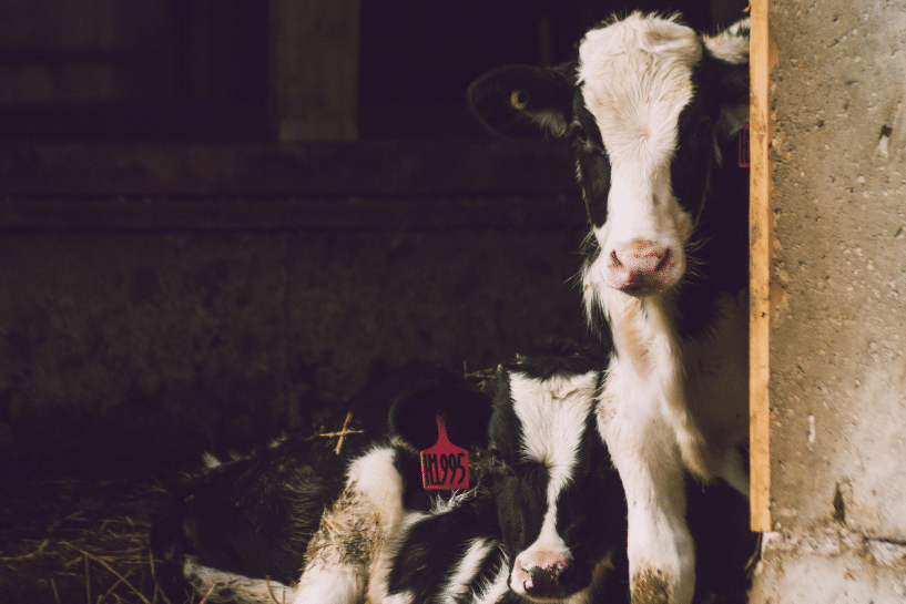 two cows in a barn