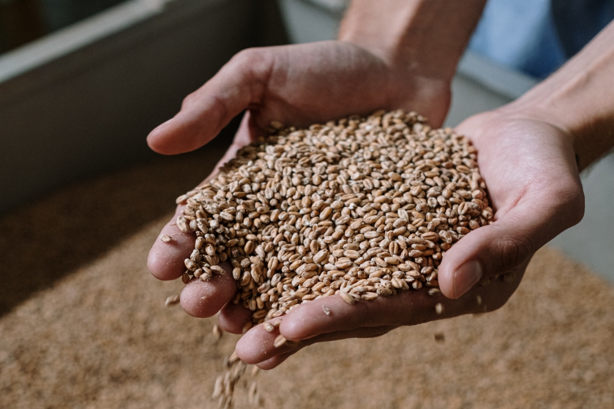 A man holding grain in his hands