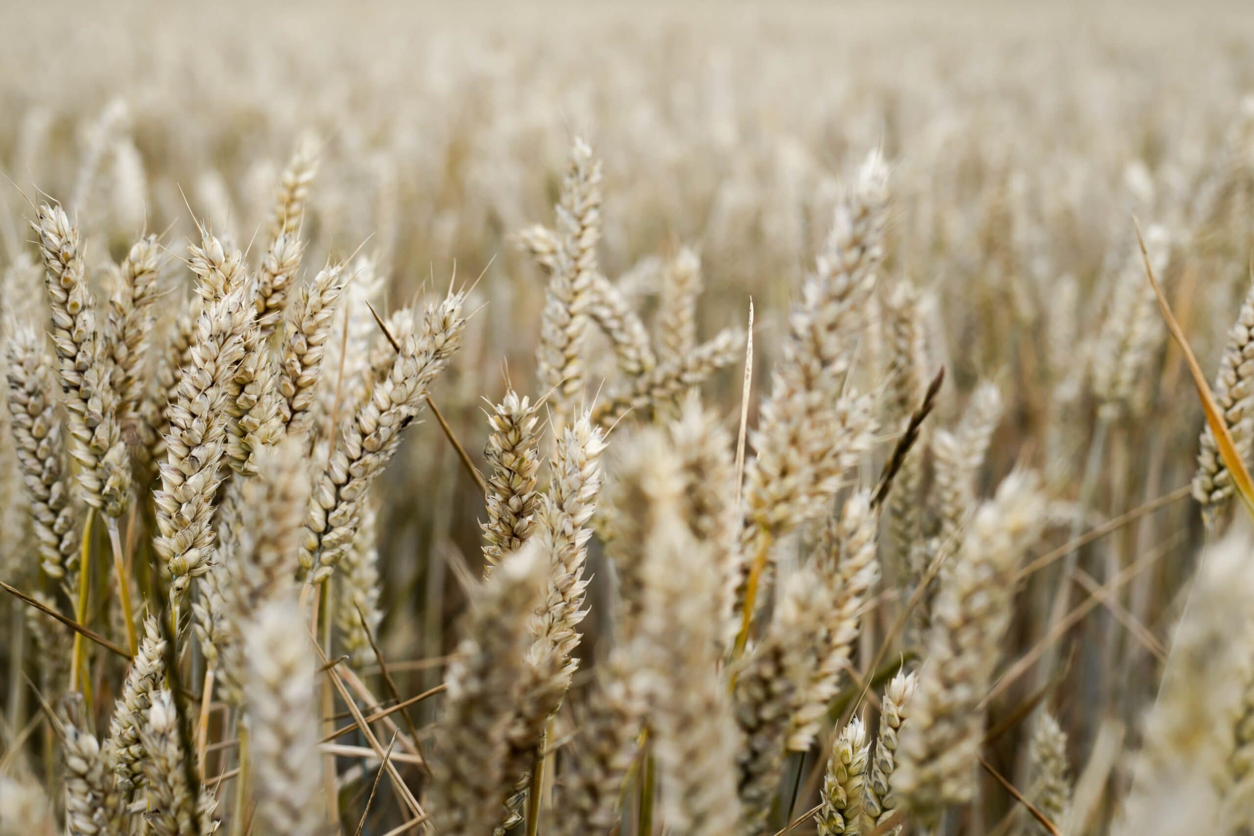 bright wheat field