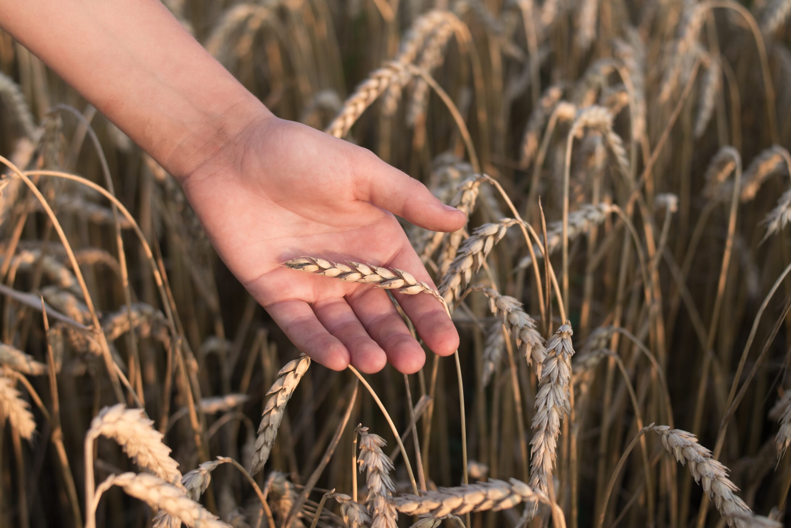 A hand touching wheat